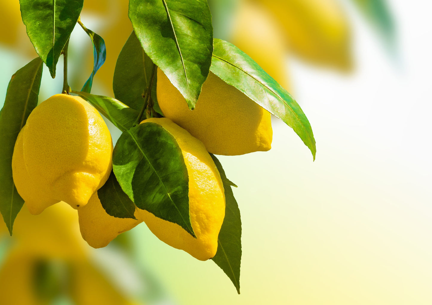 Organic Lemon Juice Powder - by Food To Live