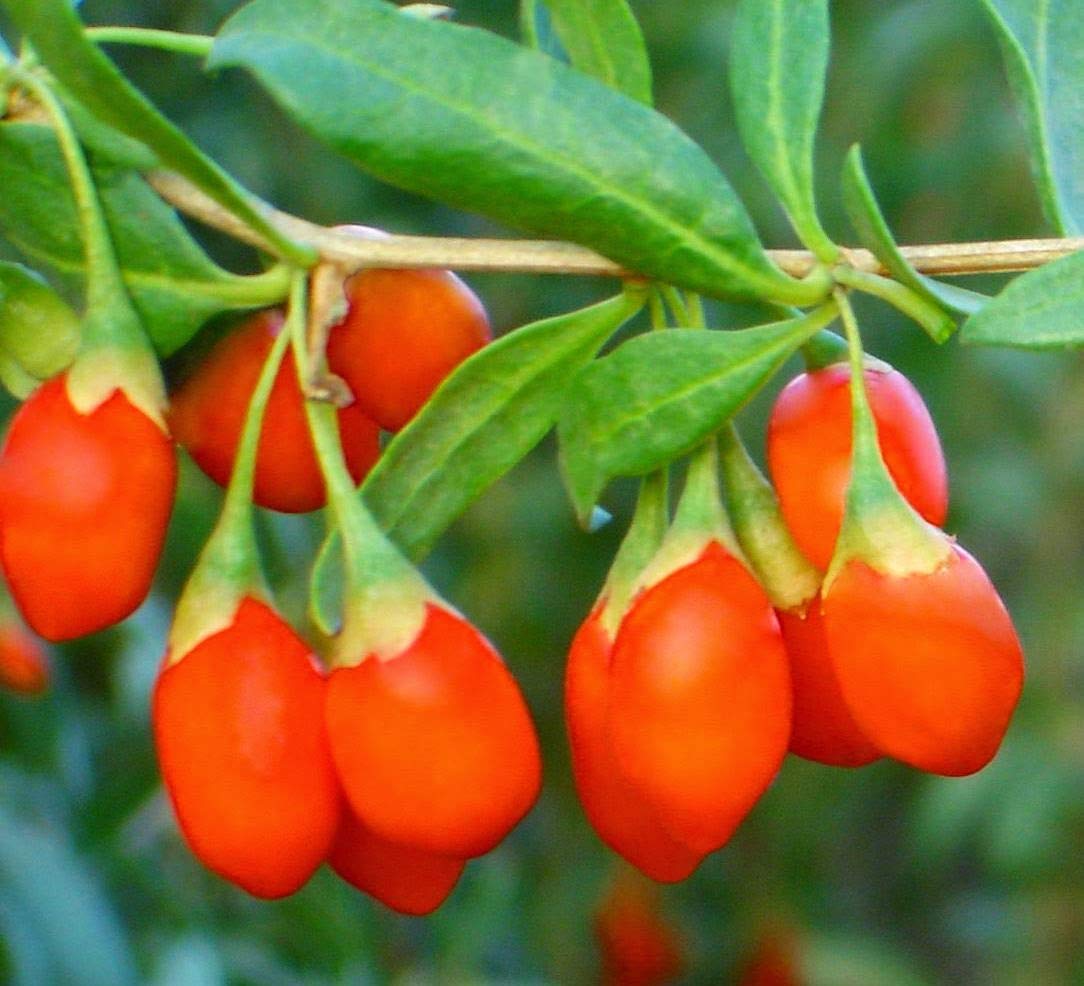 Organic Goji Berry Powder - by Food To Live
