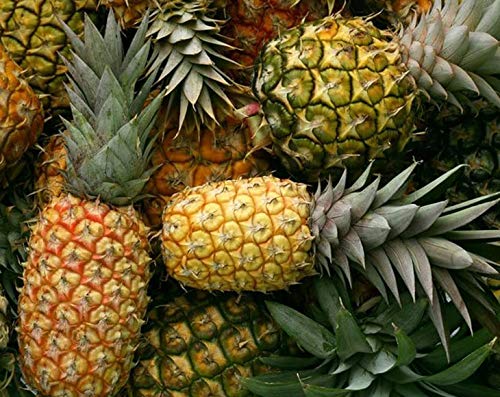 Organic Dried Pineapple Rings - by Food To Live