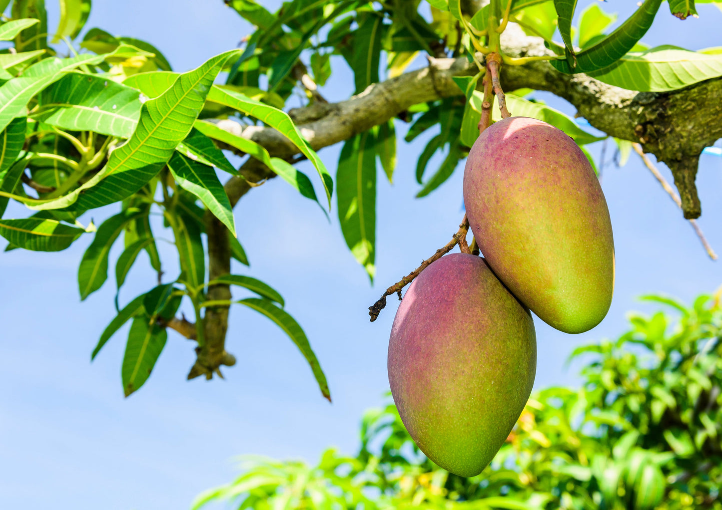 Mango Juice Powder - Made from Raw Dried Fruit, Unsulfured, Vegan, Bulk, Great for Baking, Juices, Smoothies, Yogurts, and Instant Breakfast Drinks, No Sulphites - by Food to Live