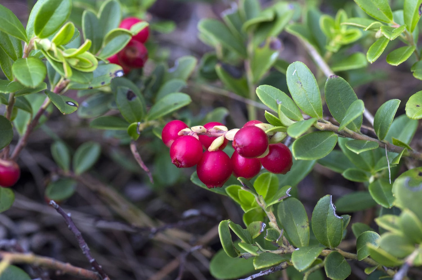 Organic Cranberry Powder - by Food To Live