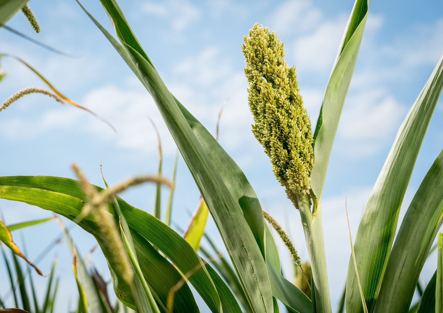Gluten Free Organic Whole Grain Sorghum - by Food To Live