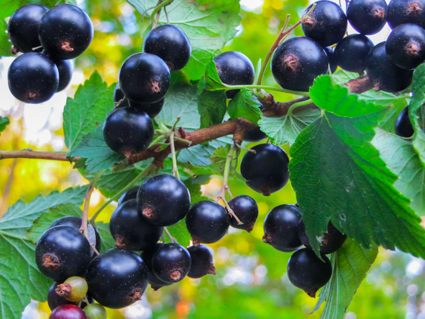Organic Black Currant Powder - by Food To Live
