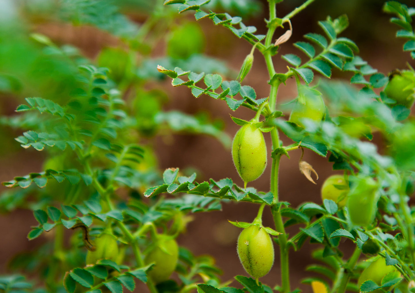 Organic Garbanzo Bean Flour - by Food To Live