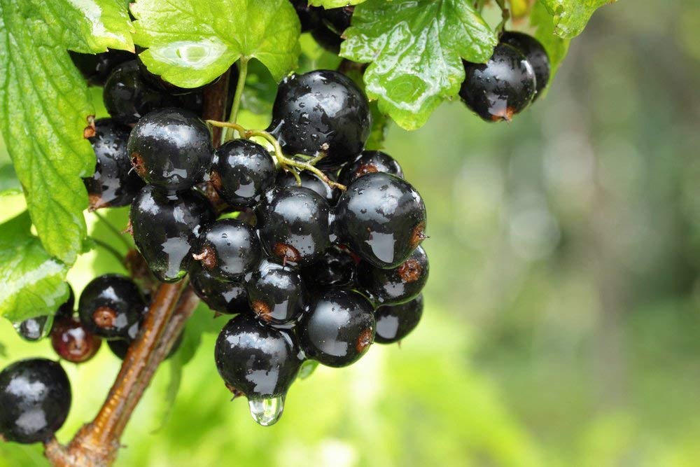 Organic Dried Black Currants - by Food To Live