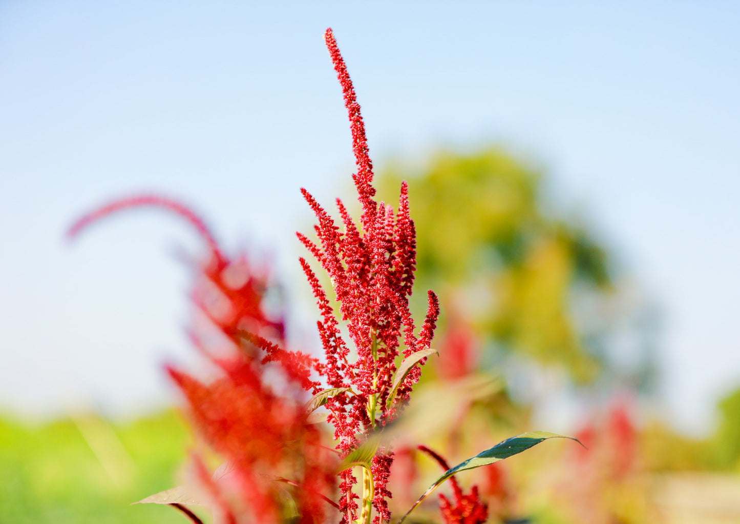 Organic Amaranth Flakes - by Food To Live