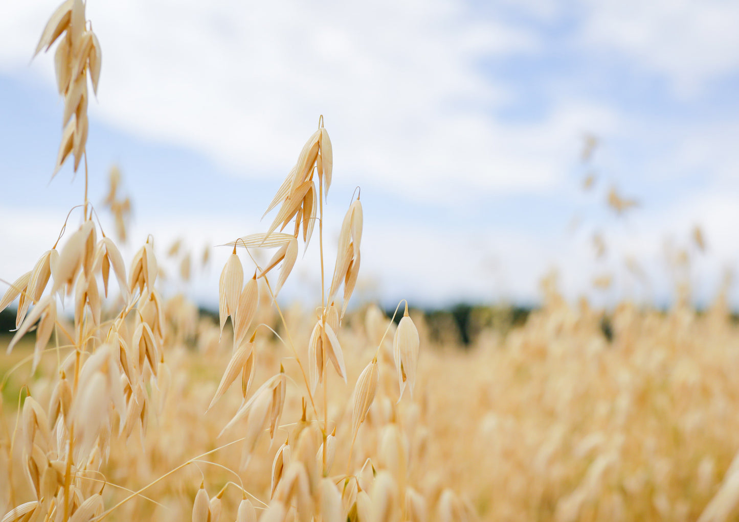 Organic Quick Cooking Rolled Oats - by Food To Live