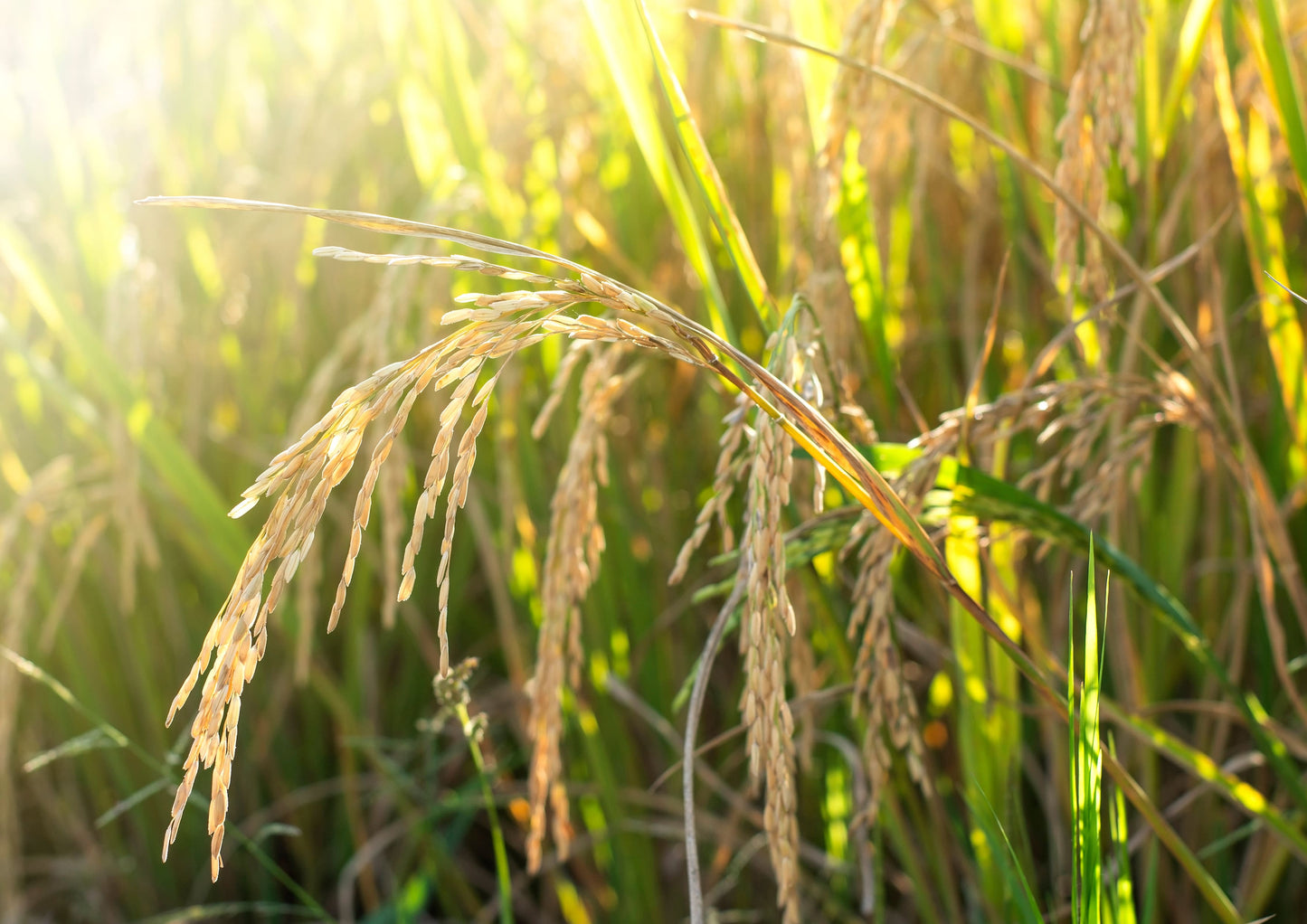 Organic Parboiled Long Grain Brown Rice - by Food To Live