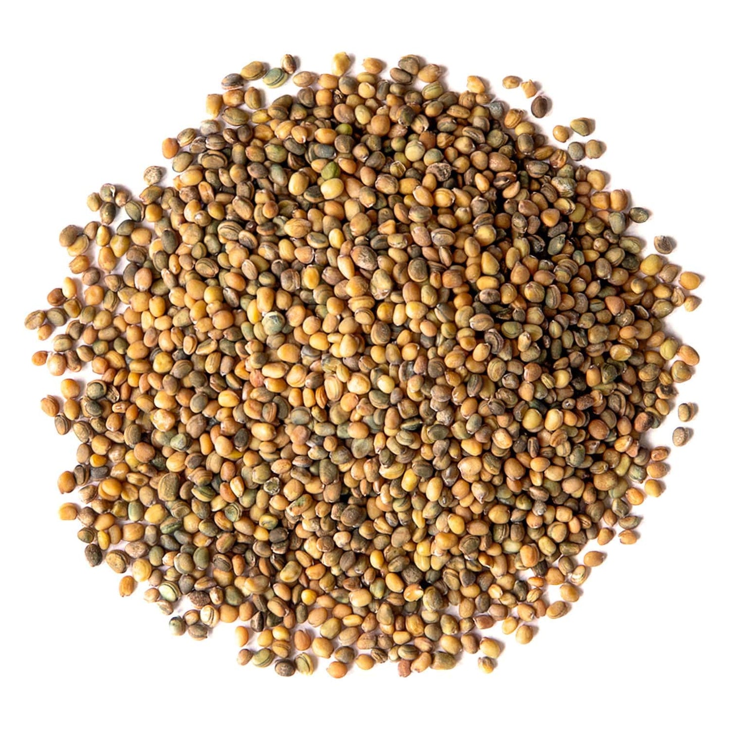 Organic Arugula Sprouting Seeds - by Food To Live