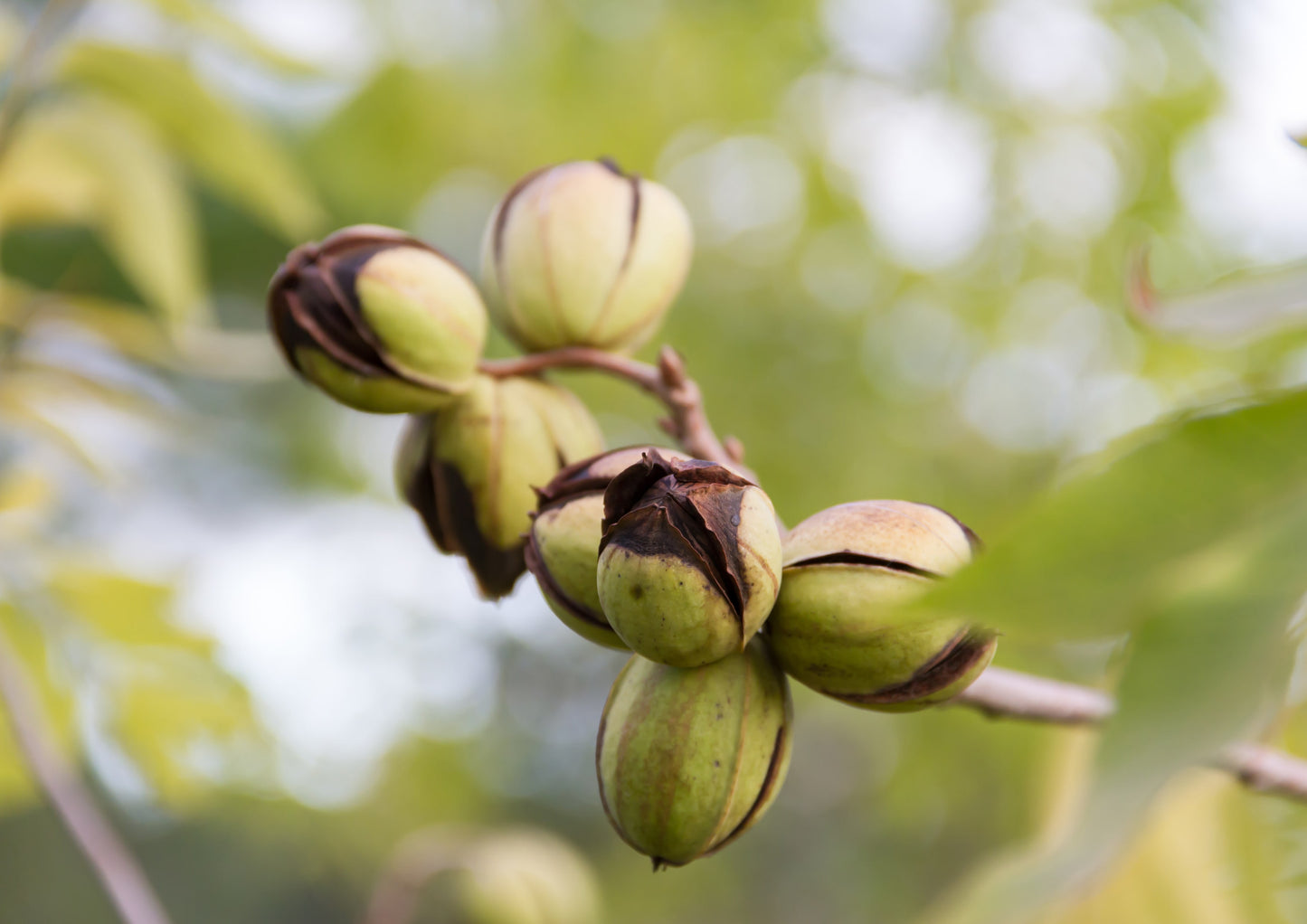 Dry Roasted Pecan Halves - by Food To Live