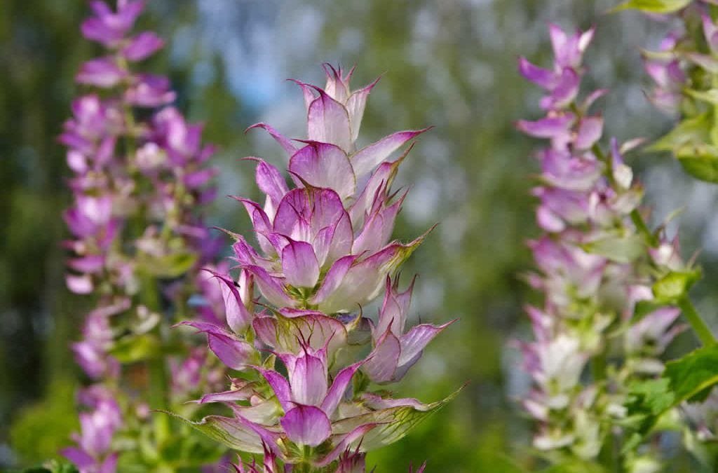 Organic Rubbed Sage Leaves - by Food To Live