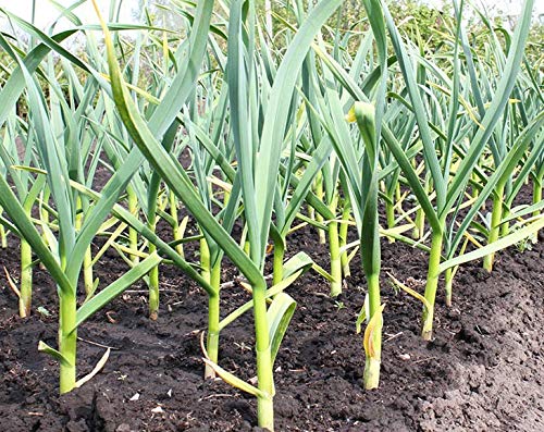 Organic Garlic Powder - by Food To Live