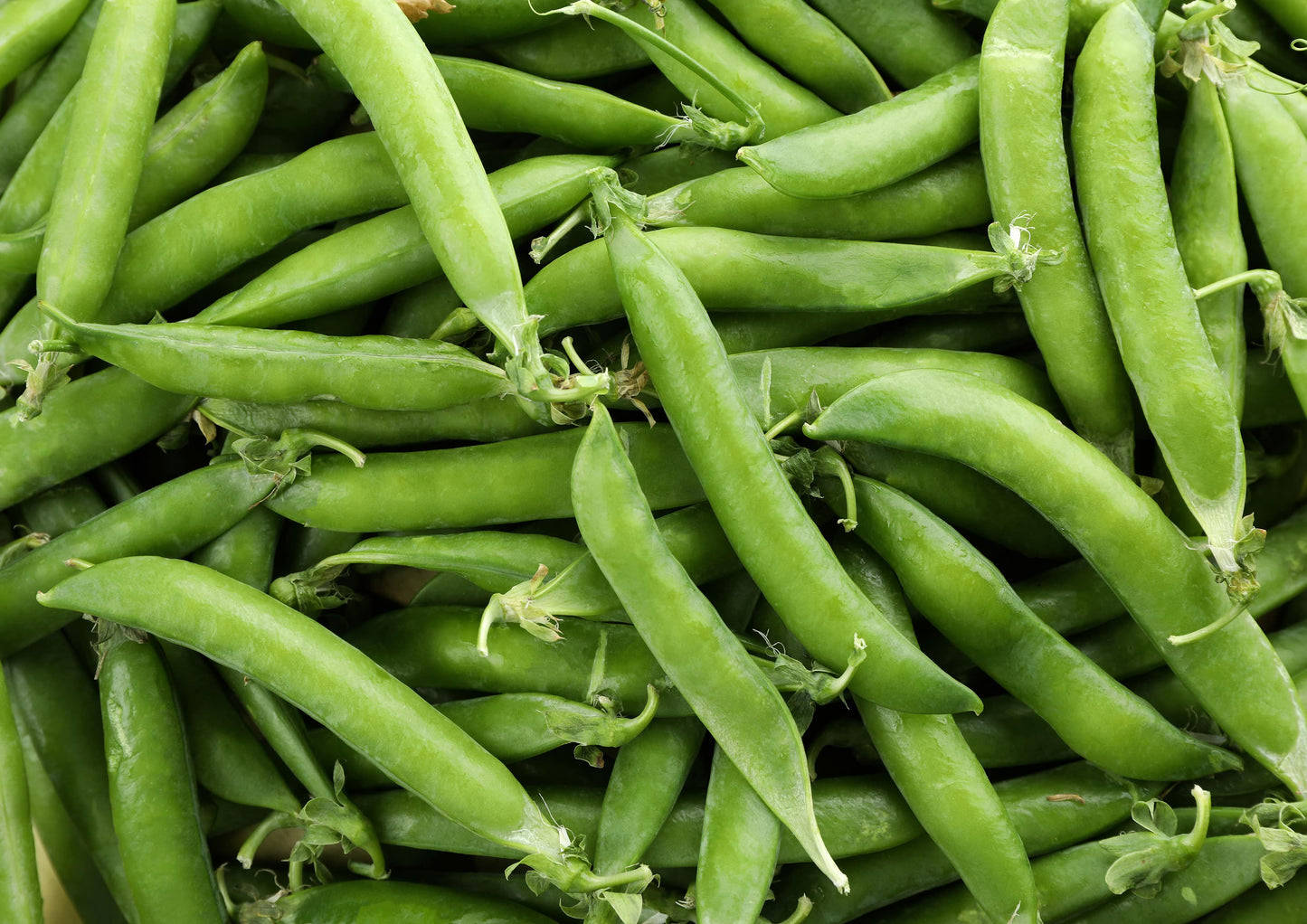 Organic Green Pea Flour - by Food To Live