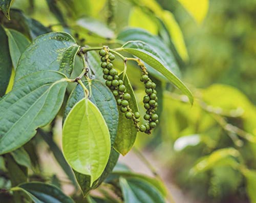 Whole Black Pepper - by Food To Live