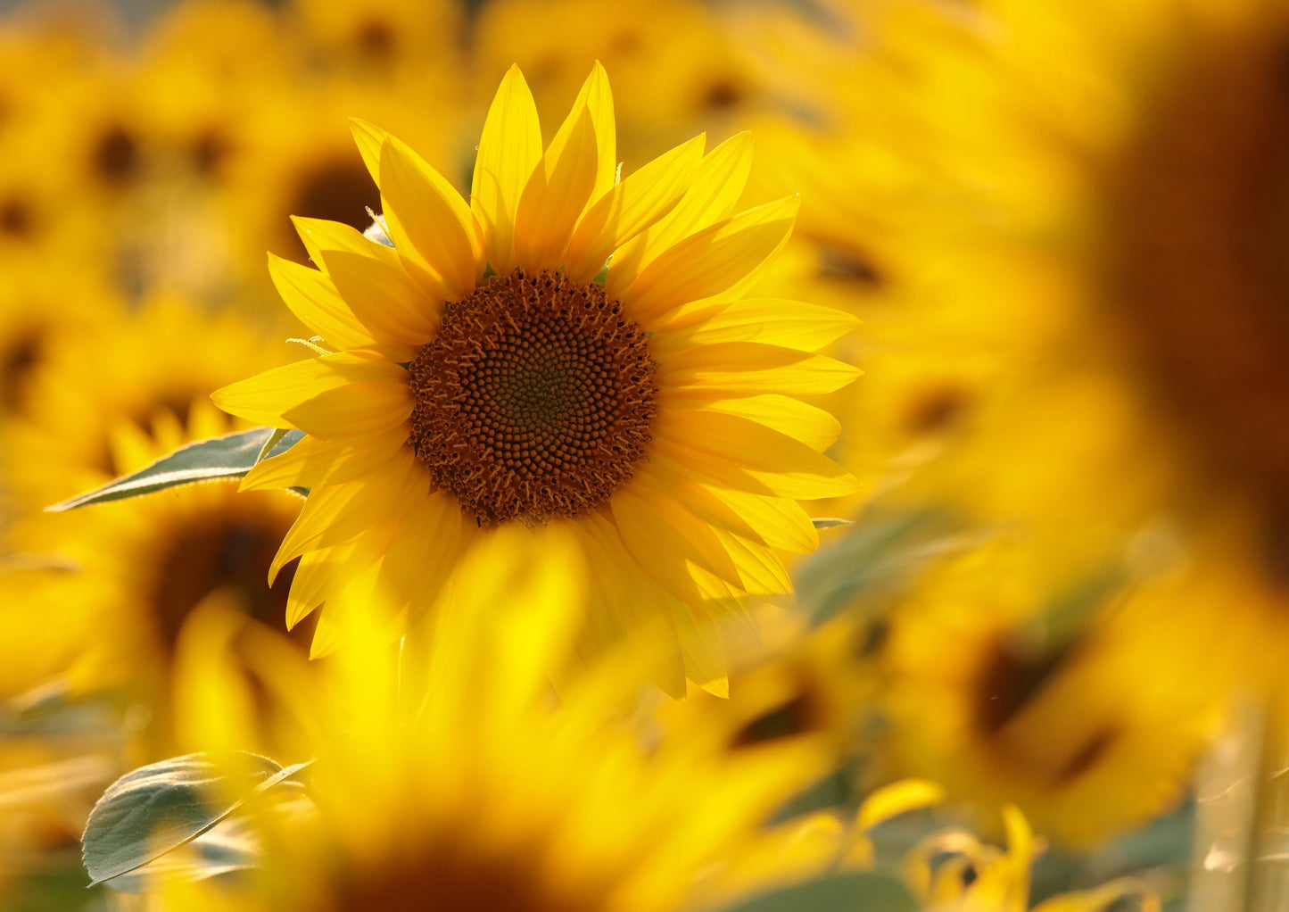 Organic Dry Roasted Sunflower Seed Kernels - by Food To Live