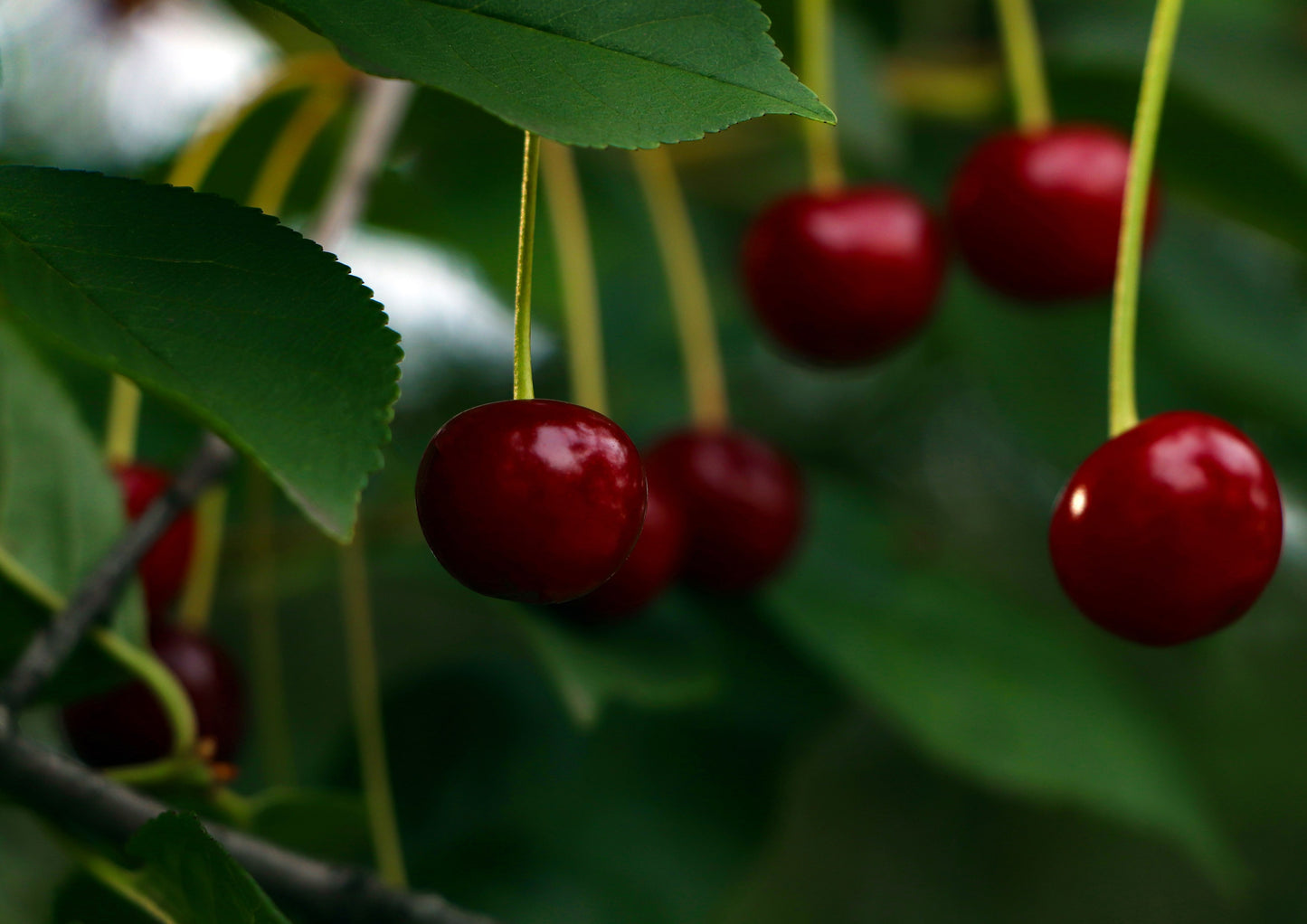 Dried Dark Sweet Cherries - by Food To Live