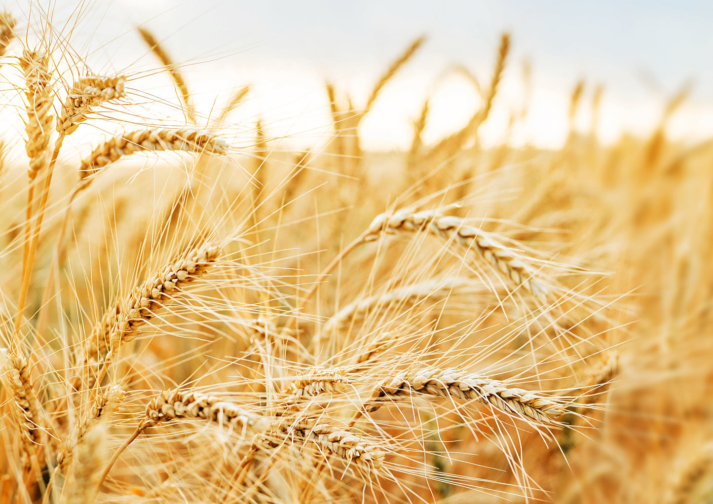 Organic Whole Freekeh - by Food To Live