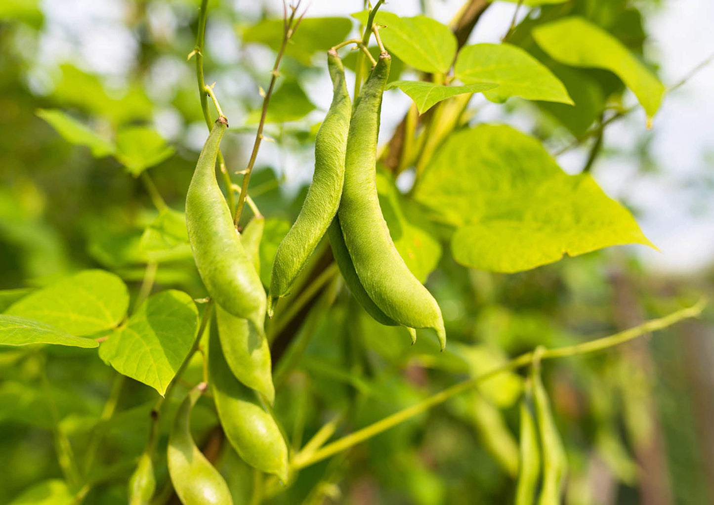 Black Turtle Beans - by Food To Live