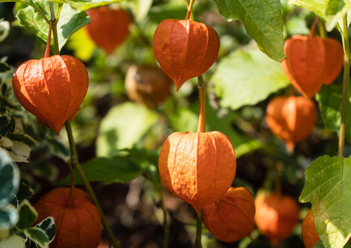 Golden Berries - by Food To Live