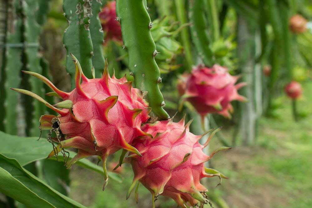 Organic Red Dragon Juice Fruit Powder - by Food To Live