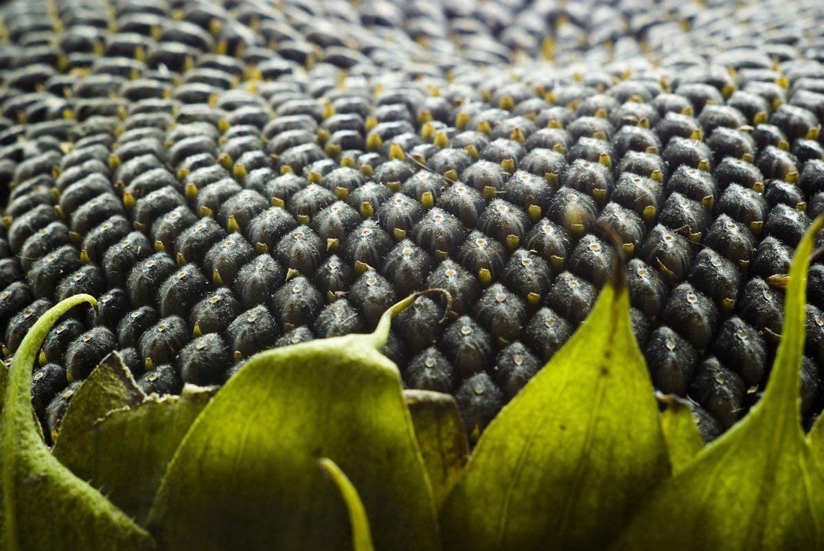 Organic Sprouted Sunflower Seeds - by Food To Live