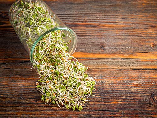 Organic Radish Seeds - by Food To Live