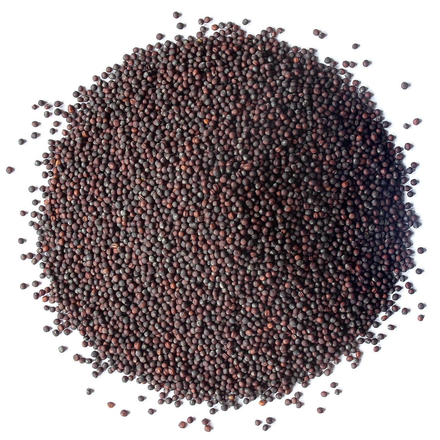 Organic Broccoli Seeds for Sprouting - by Food To Live