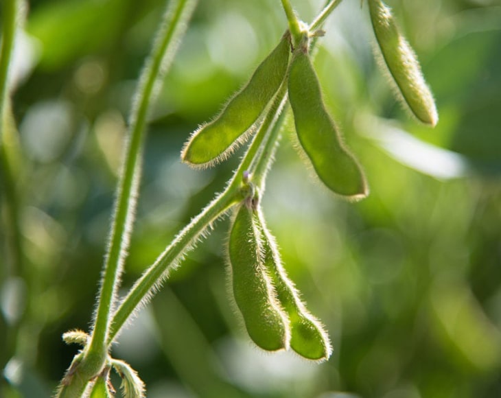 Organic Dark Red Kidney Beans - by Food To Live