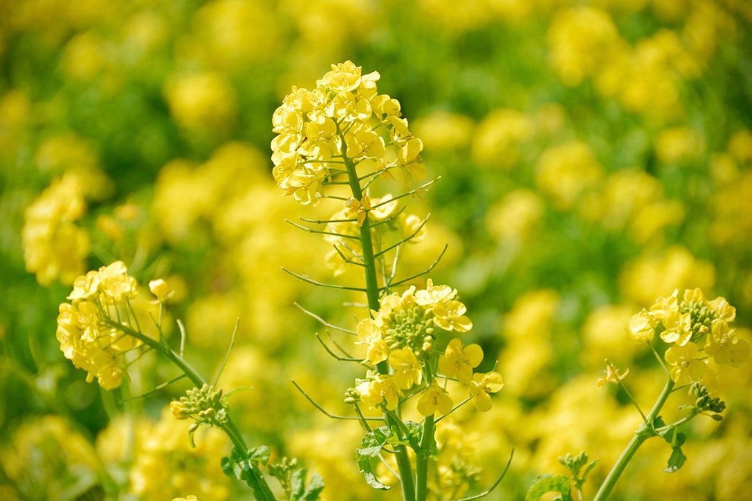 Organic Mustard Seeds - by Food To Live