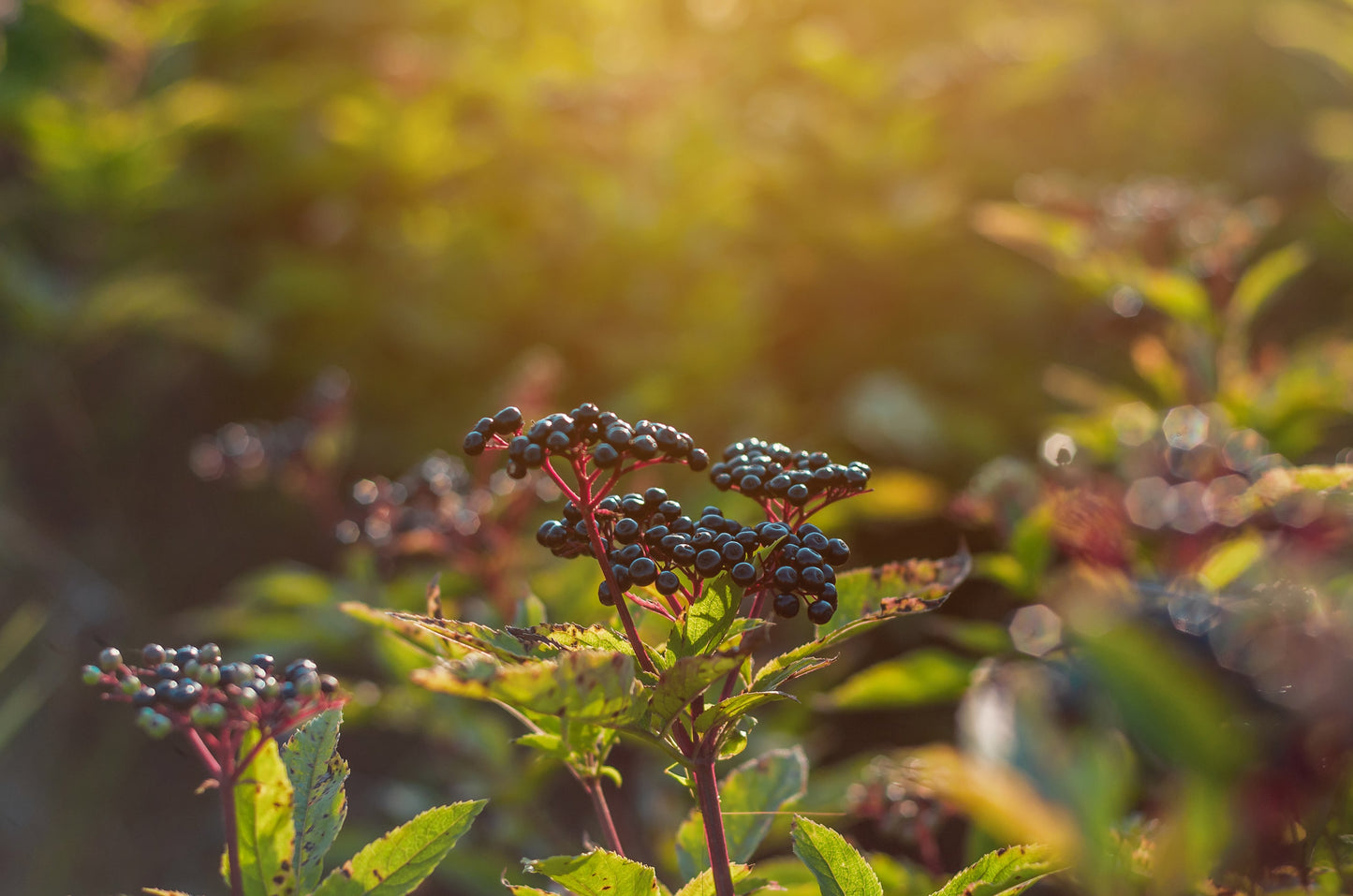 Organic Black Elderberry Powder - by Food To Live