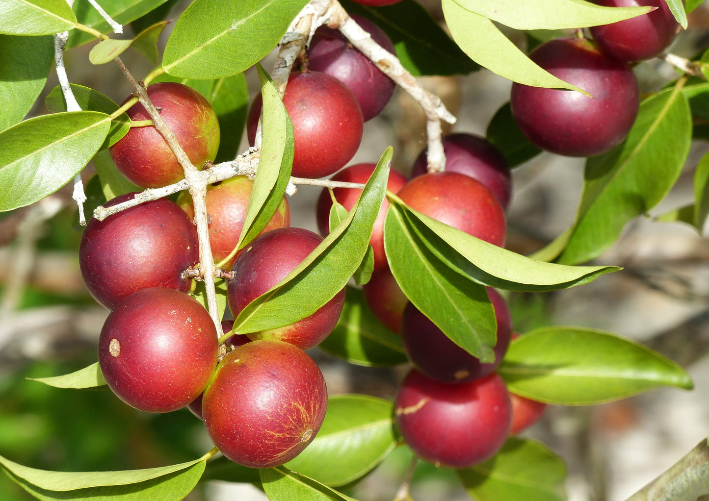 Organic Camu Camu Powder - by Food To Live