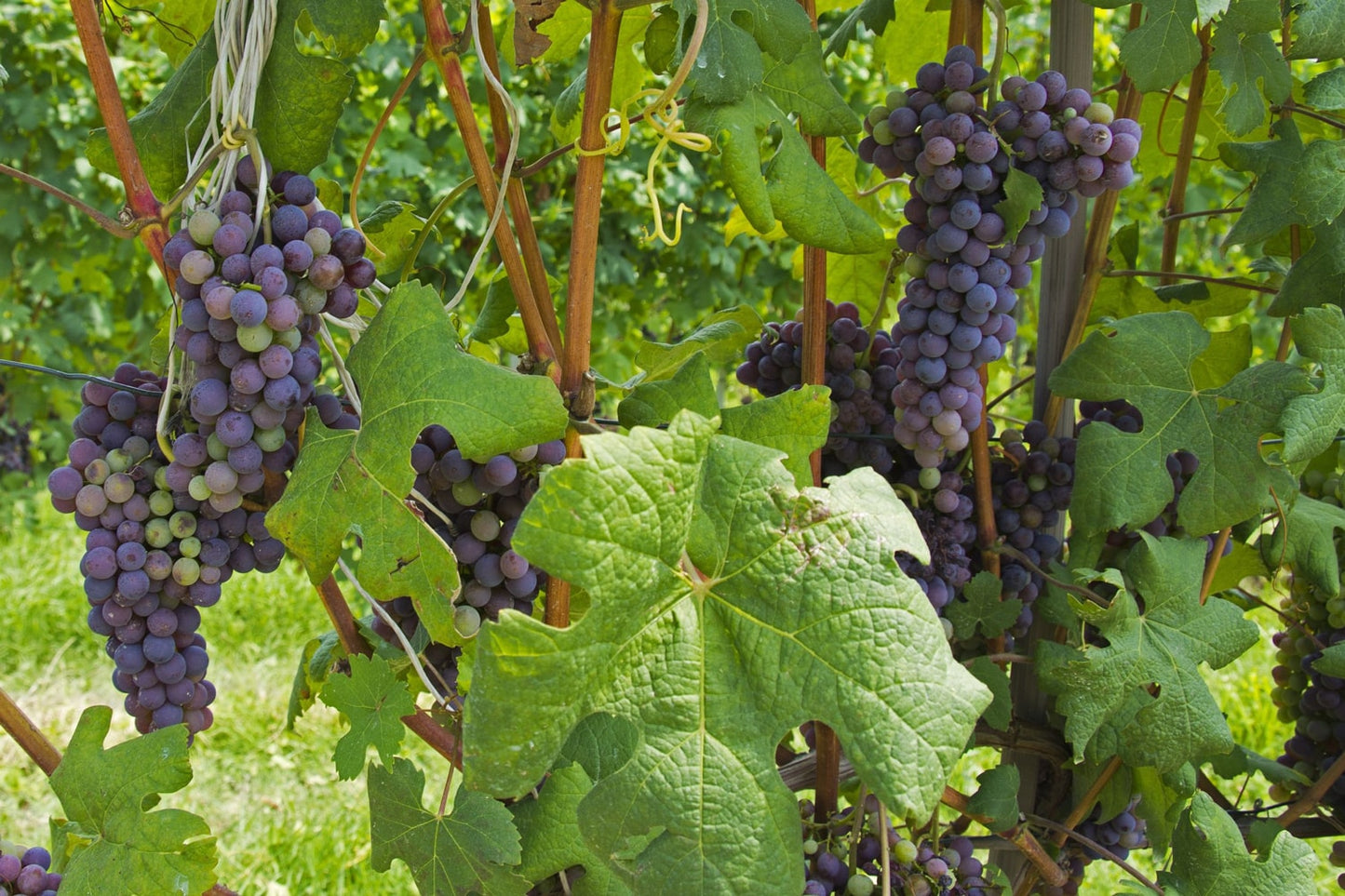 Imported Organic Raisins - by Food To Live