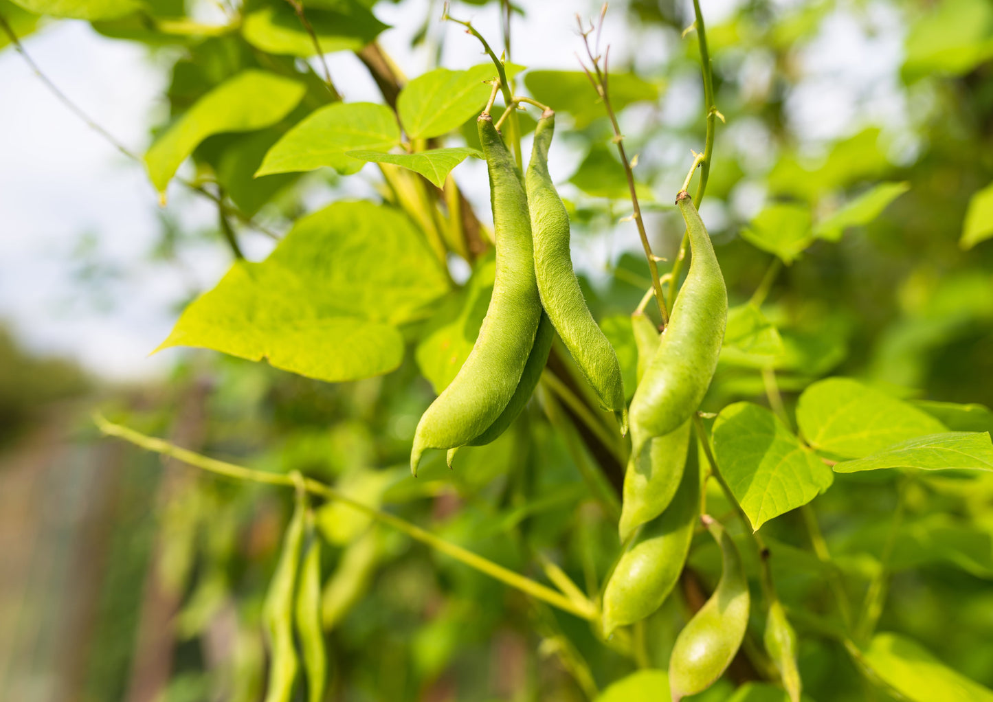Light Red Kidney Beans - by Food To Live