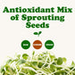 Antioxidant Mix of Sprouting Seeds - Broccoli, Clover, Alfalfa, Kosher, Raw, Vegan - by Food to Live