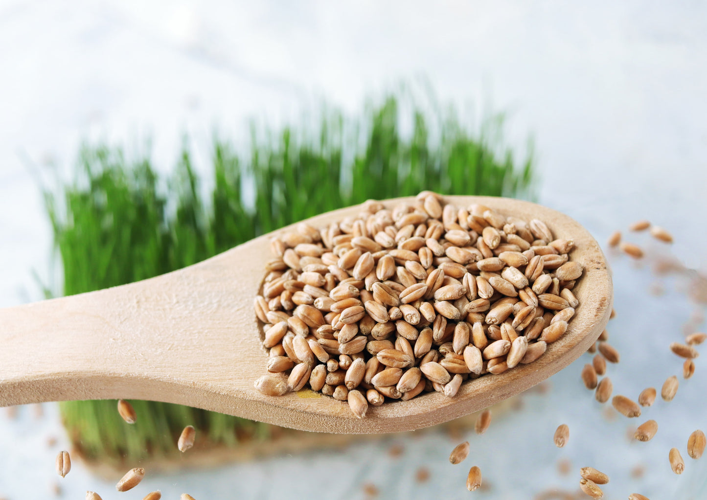 Hard Red Wheat Berries — Non-GMO Verified, Sprouting for Wheatgrass, Kosher, Raw, Vegan, Bulk - by Food to Live