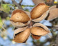 Blanched Sliced Almonds — Non-GMO Verified, Kosher, Raw, Vegan - by Food to Live