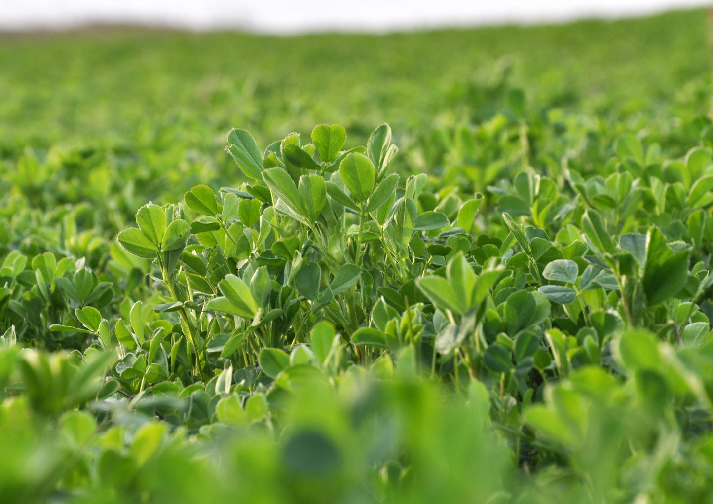 Alfalfa Powder - Made from Raw Dried Whole Young Leaves, Vegan, Bulk, Great for Baking, Juices, Smoothies, Shakes, Теа, and Instant Breakfast Drinks. Good Source of Dietary Fiber and Protein