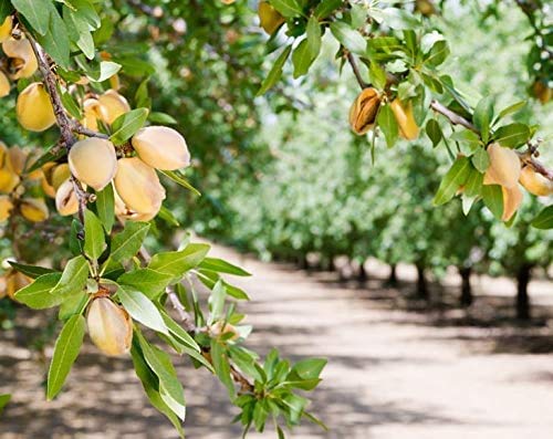 Blanched, Slivered Almonds — Non-GMO Verified, Kosher, Raw, Vegan - by Food to Live