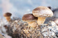 Organic Shiitake Mushroom Powder — Non-GMO, Kosher, Vegan Superfood, Bulk, Pure Vegan, Rich in Dietary Fiber and Copper - by Food to Live