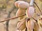 Blanched Almonds — Whole, Non-GMO Verified, Kosher, Raw, Vegan - by Food to Live