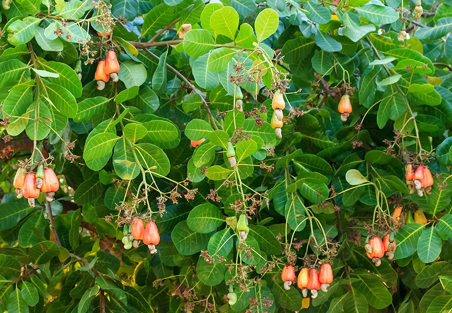 Cashew Nuts - Non-GMO Verified, Large Size W240, Whole Nuts, Unsalted, Kosher, Raw, Vegan, Bulk - by Food to Live