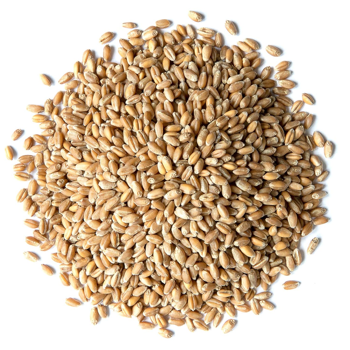 Hard Red Wheat Berries — Non-GMO Verified, Sprouting for Wheatgrass, Kosher, Raw, Vegan, Bulk - by Food to Live