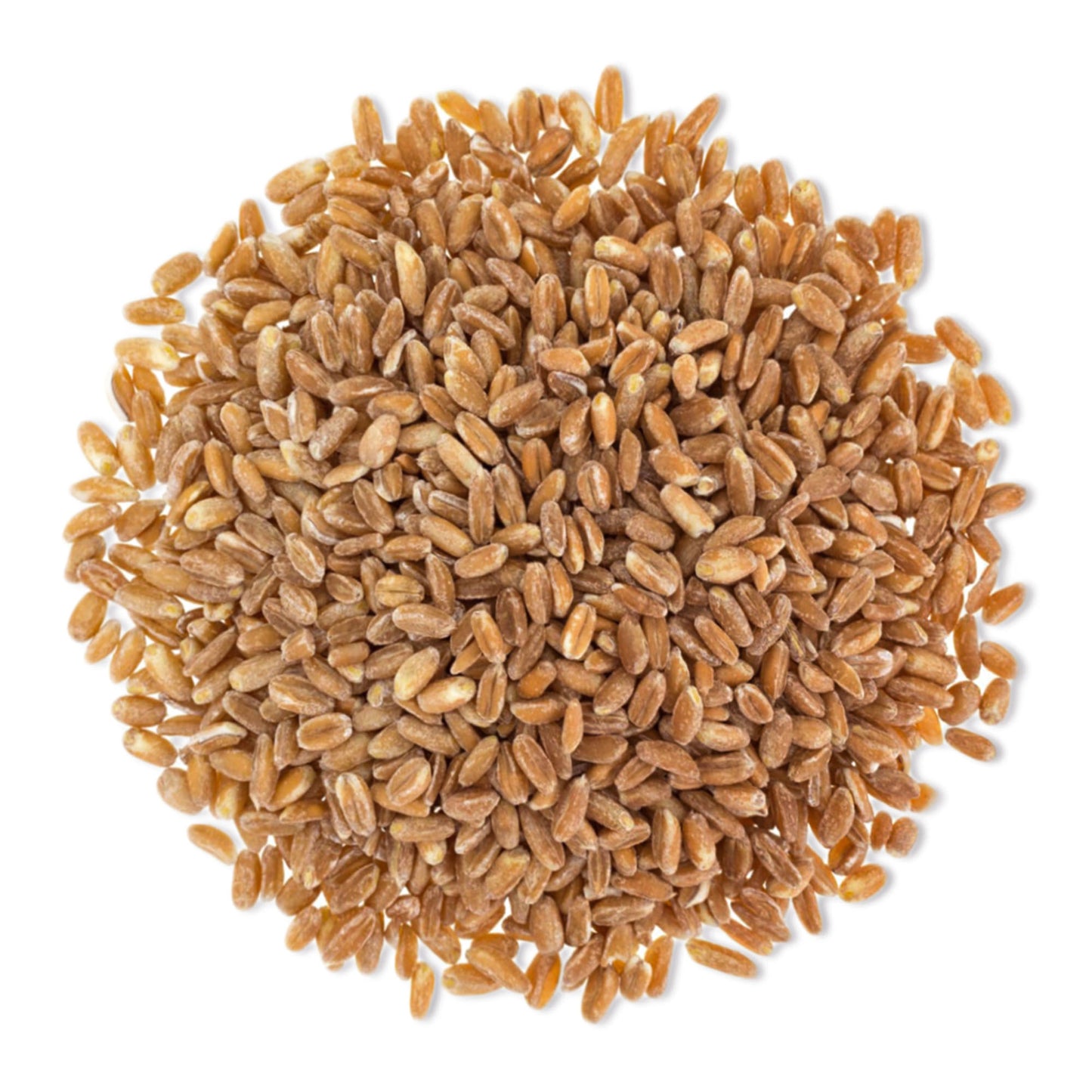 Del Colle Tuscany Pearled Farro, 1.1 LB (500 g) – Sproutable, Vegan, Kosher