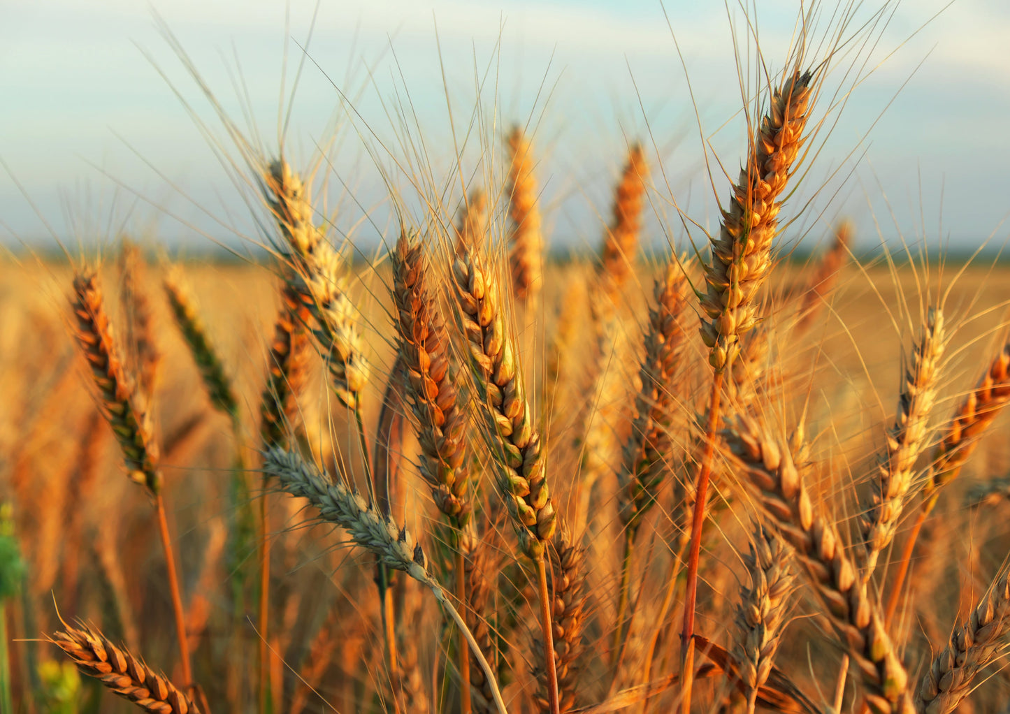 Hard Red Wheat Berries — Non-GMO Verified, Sprouting for Wheatgrass, Kosher, Raw, Vegan, Bulk - by Food to Live