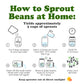 Italian Borlotti Beans – Sproutable, Vegan, Kosher, Bulk – by Food to Live