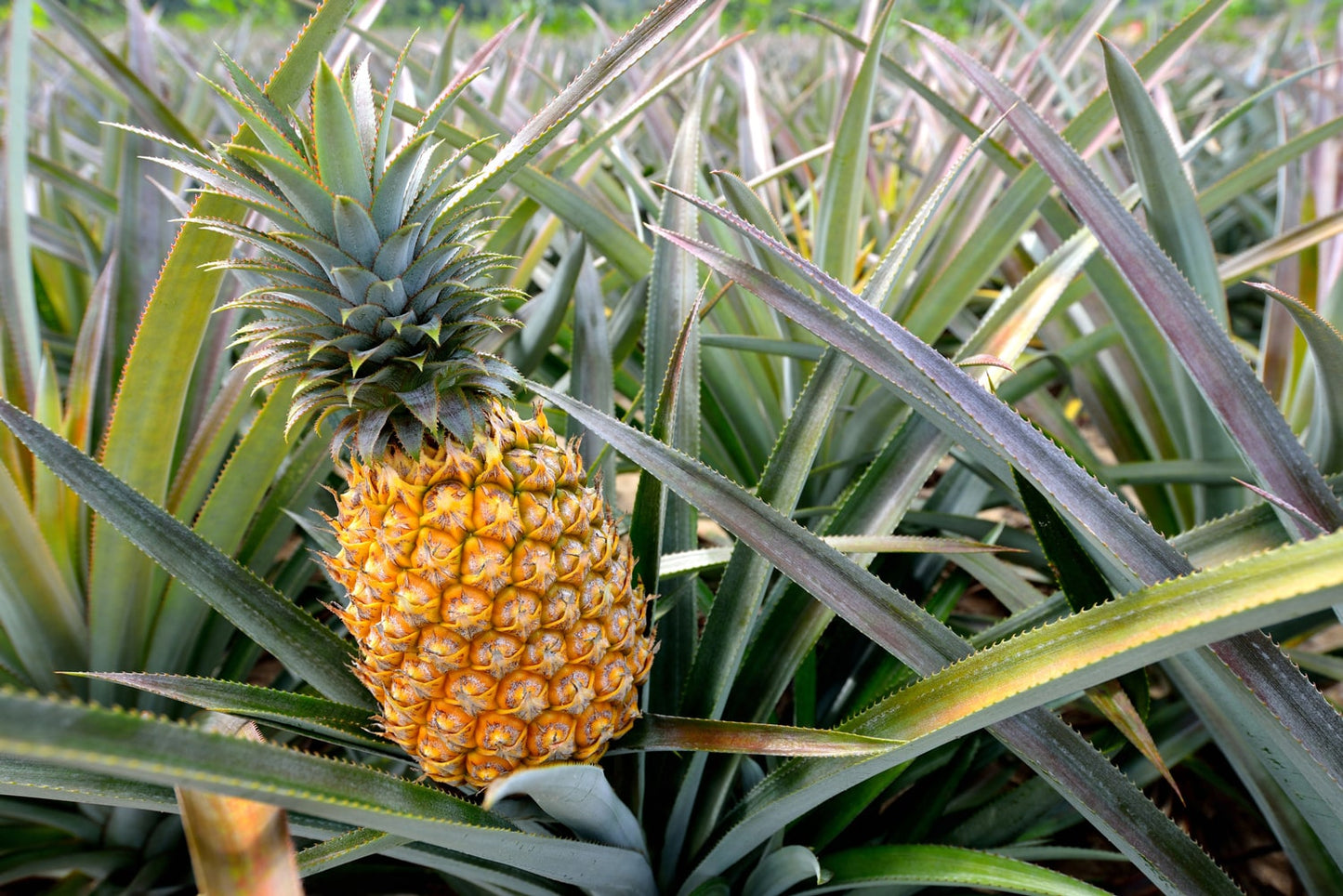 Dried Diced Pineapple - Raw, Vegan, Sweetened, Unsulfured, Bulk - by Food to Live