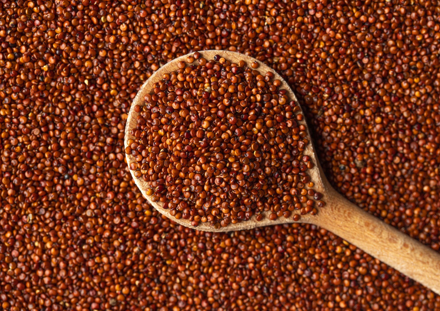 Red Quinoa - Ancient Whole Grain Seeds, Raw, Sproutable, Kosher, Vegan, Sirtfood, Bulk. Rich in Essential Amino Acids and Minerals. Quick-Cooking. Perfect for Salads