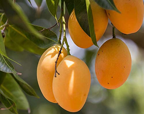 Dried Diced Mango - Sweetened, Unsulfured, Sulfite Free Chunks, No Added Color, No Artificial Flavors, Kosher Tropical Fruit, Vegan, Bulk, Great for Culinary Use and Baking