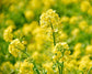 Yellow Mustard Seeds — Non-GMO Verified, Kosher, Raw, Vegan, Bulk - by Food to Live