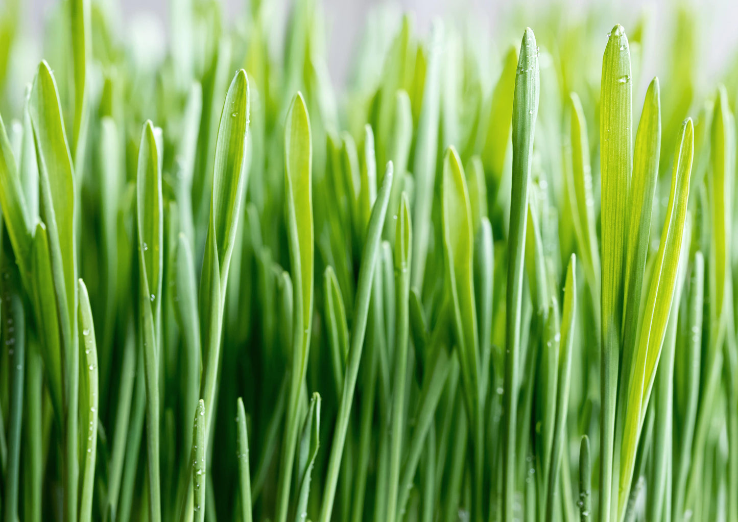 Barley Grass Powder - Ground Whole Raw Dried Young Leaves, Fine Milled, Vegan, Bulk, Great for Juices, Smoothies, Shakes, and Instant Breakfast Drinks. Good Source of Fiber and Protein